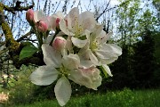 94 Fiori di melo